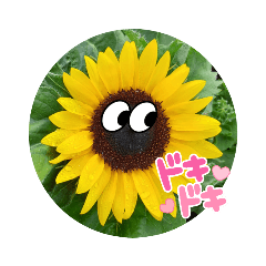 Sunflower daily words