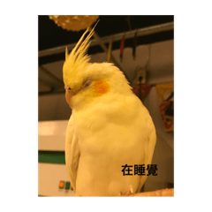 涼麵的笨鳥