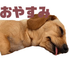 Suzu_20230827093506