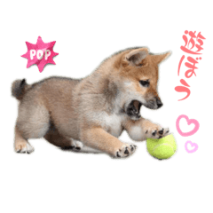 Sakura_20230826234516