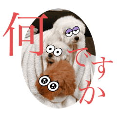 Sakura_20230827150300