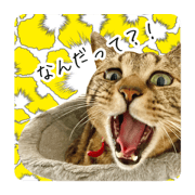 yakko.san_20230827221135