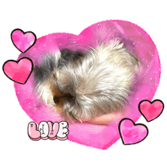 Momo the Yorkshire Terrier