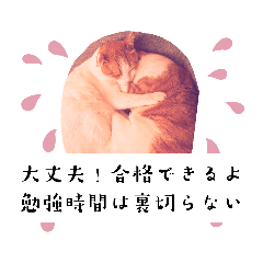 sakura_20230828101009