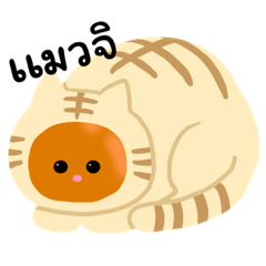 Momo cat_20230828114227