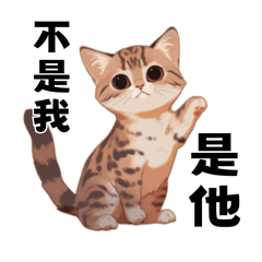 KimBao cat with chubby cheek-1