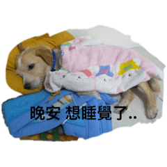 大家好～我是牌牌