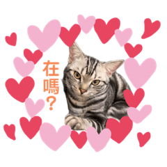 精彩貓生-咖比系列