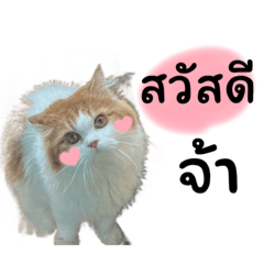 Tichu_20230828204347