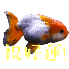 ゆうゆう金魚の養殖