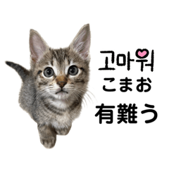 Ｎ我が家の保護猫たち2023