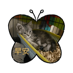 少仔