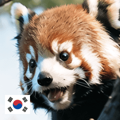 KR cute animal red panda