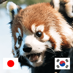 JP KR cute animal red panda