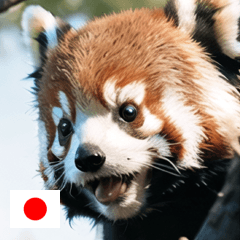 JP cute animal red panda A