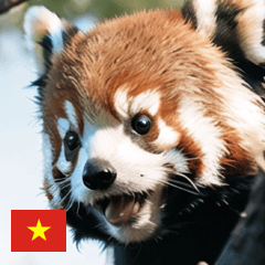 VN cute animal red panda