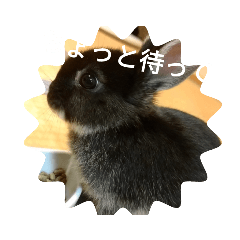 くろうさぎ、るるさんのヒトコト