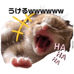 sakura_20230829230339