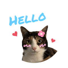 三八阿花是隻貓