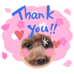 sakura_20230829232624