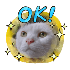 猫だし2