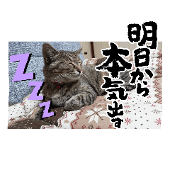 sleeping cat sticker No1
