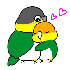 White-Bellied Caique