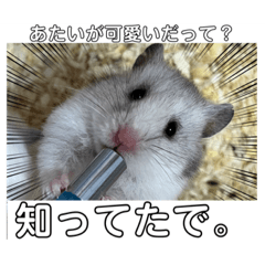 hamster1STAMP