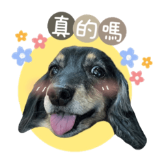 我要吃餅乾