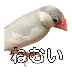 Mochar_20230831112701