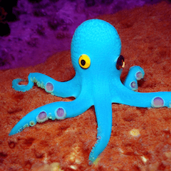 octopusnosuke25