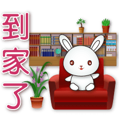 Cute white rabbit - practical daily