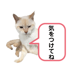 tomomi_20230831175345