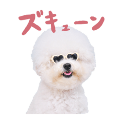 ビションフリーゼのブラン