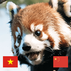 VN CN cute animal red panda