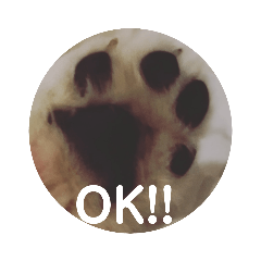 Hachi_20230831122020