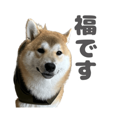 cute fuku shiba