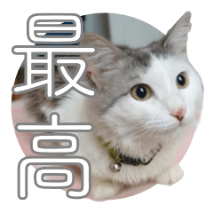 猫さん（オーストラリア保護猫）