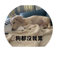 多多少爺是隻臘腸狗