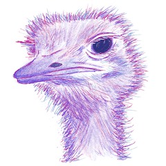 Ostrich and Emu Everyday