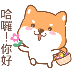 Cute Shiba Inu 7