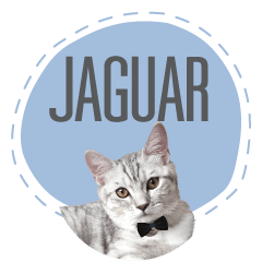 Jaguar_MAN CAT