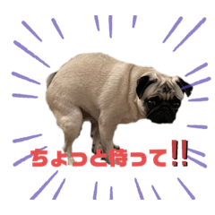 pug jiro_20230901225534
