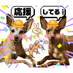 ミニピンのロビン＆イヴ