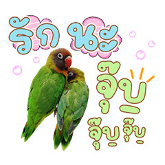 bird family . . . .