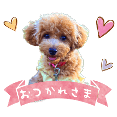 Toy poodle ANZU's Sticker