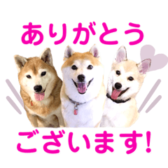 Kawaii Shiba dogs