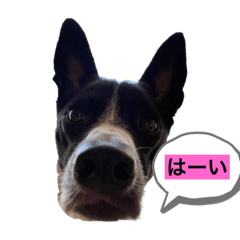 sakura_20230902222538