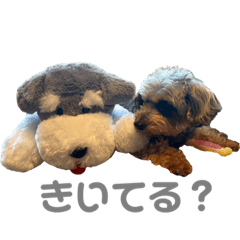 我的可愛犬