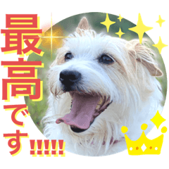 Jack Russell Terrier Greeting Sticker 11